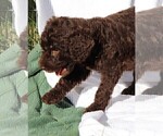 Small Photo #11 Poodle (Standard) Puppy For Sale in LAKE CITY, FL, USA