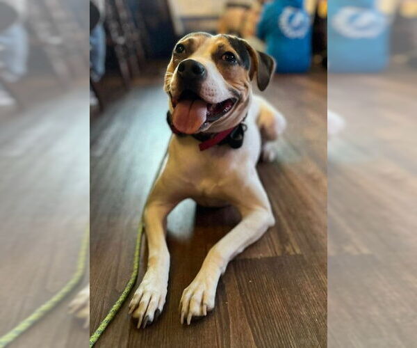 Medium Photo #2 Beagle-Unknown Mix Puppy For Sale in Sheboygan, WI, USA