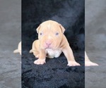 Small Photo #13 American Bully Puppy For Sale in PALMDALE, CA, USA