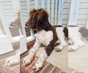 Father of the Labradoodle puppies born on 02/08/2022