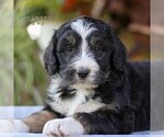 Small #3 Bernedoodle