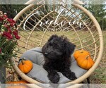 Puppy Clara Schnoodle (Miniature)