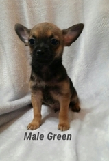 Chihuahua Puppy for sale in PHILLIPSBURG, KS, USA