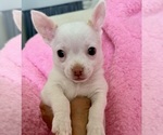 Small #9 Chihuahua