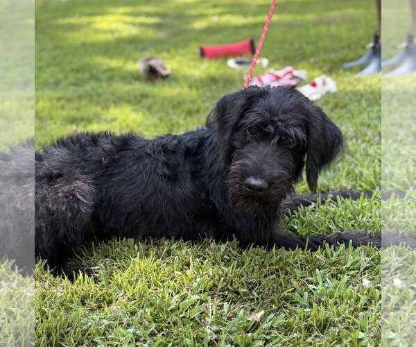 Medium Photo #2 Mutt Puppy For Sale in Yardley, PA, USA