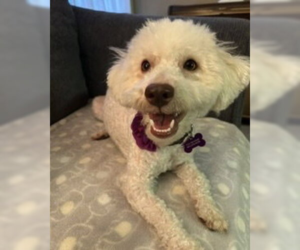 Medium Photo #10 Poodle (Miniature)-Unknown Mix Puppy For Sale in Corona, CA, USA
