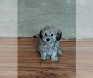 Havamalt Puppy for sale in ELKTON, VA, USA