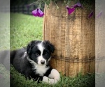 Small Photo #4 Australian Shepherd Puppy For Sale in BLACKSBURG, VA, USA