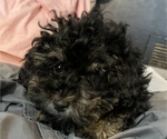 Small #8 Poodle (Toy)-ShihPoo Mix