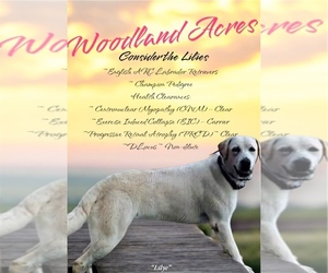 Mother of the Labrador Retriever puppies born on 04/12/2025