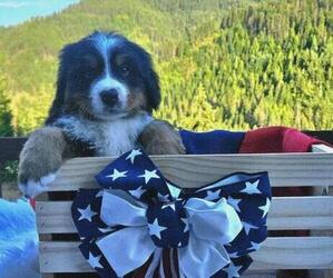 Medium Bernese Mountain Dog