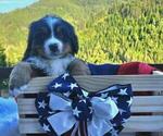 Puppy Arthur Bernese Mountain Dog