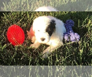 Medium Portuguese Water Dog