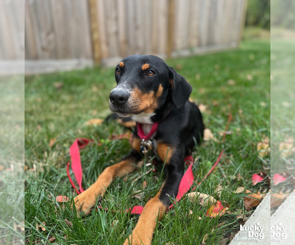 Medium Photo #5 Mutt Puppy For Sale in Washington, DC, USA