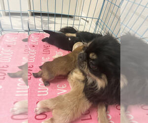 Mother of the Pekingese puppies born on 07/17/2023