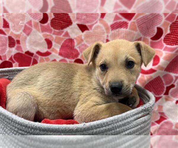 Medium Photo #1 German Shepherd Dog-Unknown Mix Puppy For Sale in Rosenberg, TX, USA