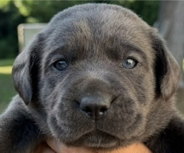 Medium Photo #1 Labrador Retriever Puppy For Sale in ORANGEBURG, SC, USA