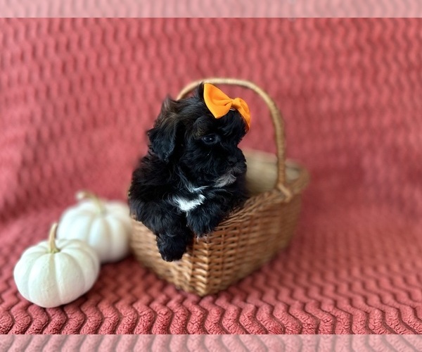 Medium Photo #5 ShihPoo Puppy For Sale in ELKTON, KY, USA