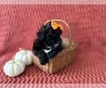 Small #1 ShihPoo