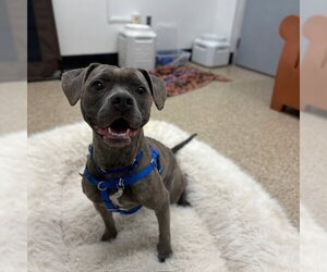 LORNA - Female French Bulldog-Unknown Mix Dog for Adoption