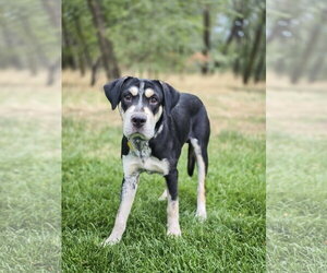 Bonzai - Male Mutt Dog for Adoption - Photo #2