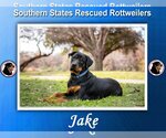 Small Photo #1 Rottweiler Puppy For Sale in White Hall, AR, USA