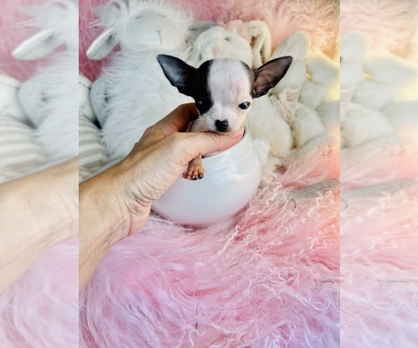 Medium Photo #1 Chihuahua Puppy For Sale in MIAMI, FL, USA