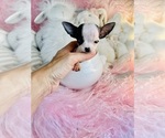 Puppy Puppy 1 Chihuahua