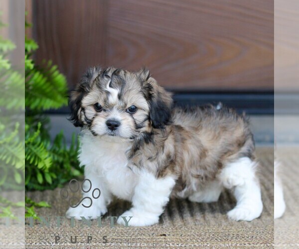 Medium Photo #4 Zuchon Puppy For Sale in MORGANTOWN, PA, USA