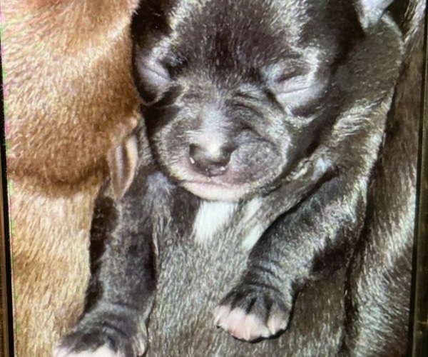 Medium Photo #3 Chihuahua Puppy For Sale in WHALEYVILLE, MD, USA
