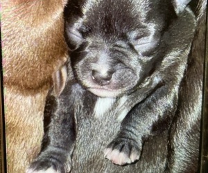 Medium Chihuahua