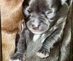 Puppy Puppy 2 Mini Chihuahua