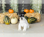 Small #1 Schnauzer (Miniature)