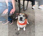 Small Beagle Mix