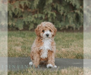Poodle (Miniature) Puppy for sale in HONEY BROOK, PA, USA