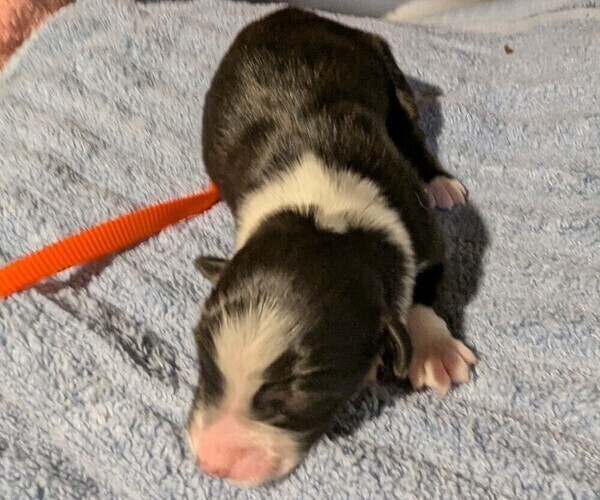Medium Photo #1 Australian Shepherd Puppy For Sale in SYLVA, NC, USA