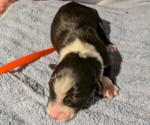 Medium Australian Shepherd
