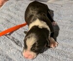 Small Photo #20 Australian Shepherd Puppy For Sale in SYLVA, NC, USA