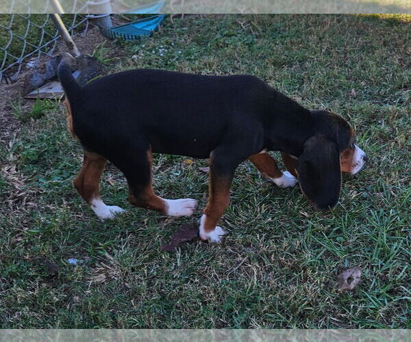 Medium Photo #5 Bagle Hound Puppy For Sale in Dunnellon, FL, USA
