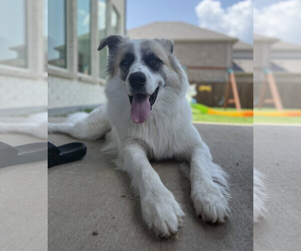 Medium Photo #3 Great Pyrenees-Unknown Mix Puppy For Sale in Dallas, TX, USA