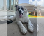 Small Photo #3 Great Pyrenees-Unknown Mix Puppy For Sale in Dallas, TX, USA