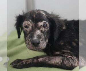 Mutt Dogs for adoption in San Antonio, TX, USA
