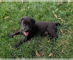 Small #1 Labrador Retriever