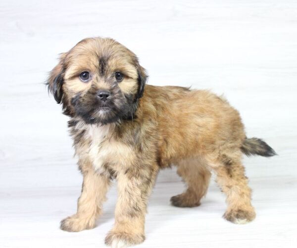 Medium Photo #13 Zuchon Puppy For Sale in LAS VEGAS, NV, USA