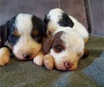 Image preview for Ad Listing. Nickname: Litter of 4