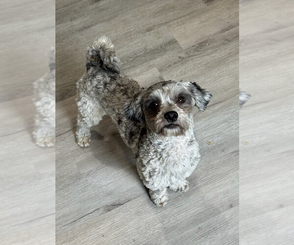 Medium Photo #2 Poodle (Miniature) Puppy For Sale in Oak Bluffs, MA, USA