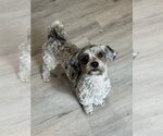 Small #1 Poodle (Miniature)