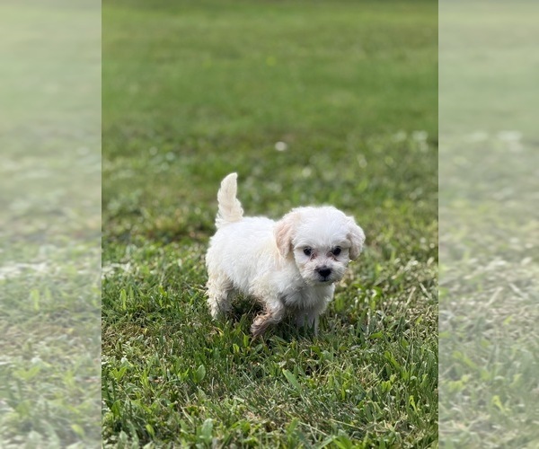 Medium Photo #5 Maltipoo (Miniature) Puppy For Sale in BROCKTON, MA, USA