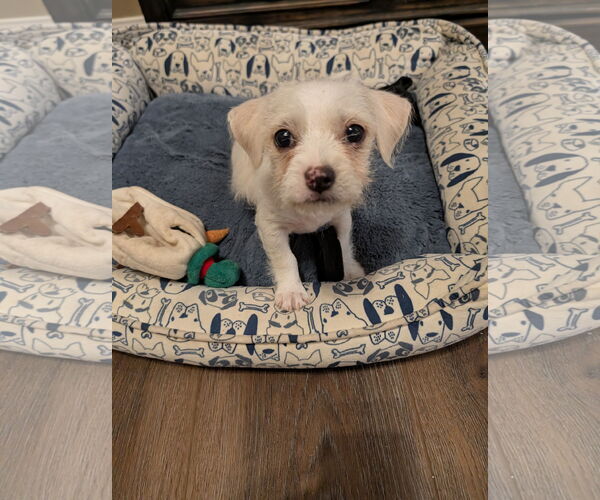 Medium Photo #1 Shih Tzu Puppy For Sale in The Woodlands, TX, USA