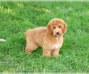 Goldendoodle-Poodle (Toy) Mix Puppy for sale in SYRACUSE, IN, USA